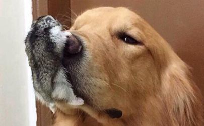 把倉鼠打一頓他會記仇嗎 剛養倉鼠怎么訓練