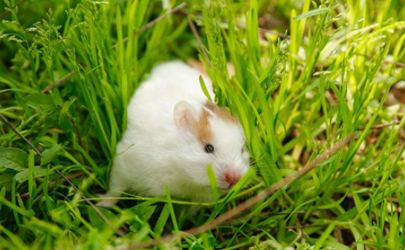 養倉鼠要打預防針嗎 倉鼠受傷了會自己好嗎